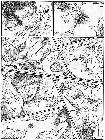 Click for large version