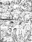 Click for large version