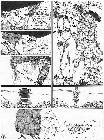 Click for large version