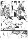 Next image